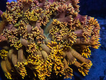 Carregar imagem no visualizador da galeria, Full Yellow Goniopora Colony Australia - Ultra Colour