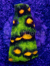 Carregar imagem no visualizador da galeria, Jason Fox Raja Rampage Chalice – Signature Coral (CTO Frags)