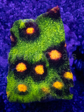 Carregar imagem no visualizador da galeria, Jason Fox Raja Rampage Chalice – Signature Coral (CTO Frags)