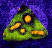 Carregar imagem no visualizador da galeria, Jason Fox Raja Rampage Chalice – Signature Coral (CTO Frags)