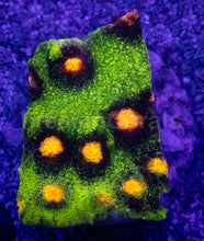 Carregar imagem no visualizador da galeria, Jason Fox Raja Rampage Chalice – Signature Coral (CTO Frags)