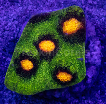 Carregar imagem no visualizador da galeria, Jason Fox Raja Rampage Chalice – Signature Coral (CTO Frags)