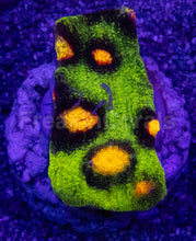 Carregar imagem no visualizador da galeria, Jason Fox Raja Rampage Chalice – Signature Coral (CTO Frags)