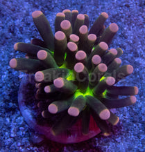 Carregar imagem no visualizador da galeria, Green Joker Torch Coral