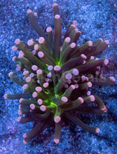 Carregar imagem no visualizador da galeria, Green Joker Torch Coral