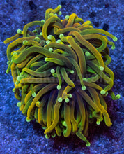 Carregar imagem no visualizador da galeria, Hellfire Torch