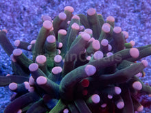 Carregar imagem no visualizador da galeria, Green Joker Torch Coral