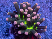 Carregar imagem no visualizador da galeria, Green Joker Torch Coral