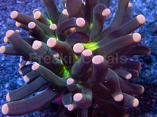 Carregar imagem no visualizador da galeria, Green Joker Torch Coral