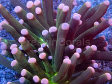 Carregar imagem no visualizador da galeria, Green Joker Torch Coral