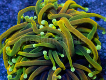 Carregar imagem no visualizador da galeria, Hellfire Torch