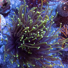 Load image into Gallery viewer, Dragon Soul Torch