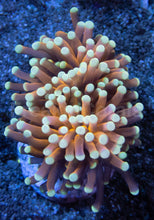 Load image into Gallery viewer, 24K Gold Torch