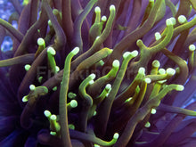 Load image into Gallery viewer, Dragon Soul Torch