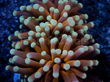 Load image into Gallery viewer, 24K Gold Torch