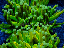 Load image into Gallery viewer, Holy Grail Torch Coral