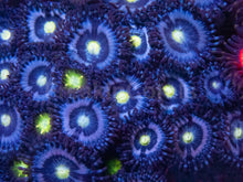 Load image into Gallery viewer, Zoanthus Colony with Three Rare Specimens Zoanthus spp.