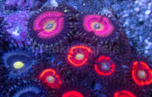 Load image into Gallery viewer, Zoanthus Colony with Three Rare Specimens Zoanthus spp.