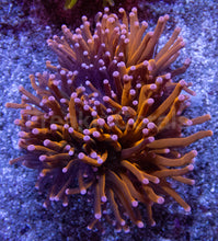 Carregar imagem no visualizador da galeria, Hellfire Torch Coral