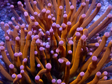 Carregar imagem no visualizador da galeria, Hellfire Torch Coral