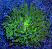 Carregar imagem no visualizador da galeria, Heliofungia Blue Tip