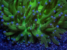 Carregar imagem no visualizador da galeria, Heliofungia Blue Tip