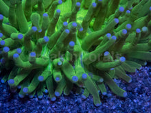 Carregar imagem no visualizador da galeria, Heliofungia Blue Tip