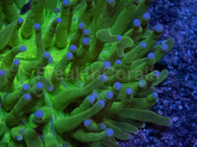 Carregar imagem no visualizador da galeria, Heliofungia Blue Tip