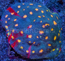 Load image into Gallery viewer, Bugatti Rainbow Chalice (Colony) – WYSIWYG