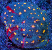 Load image into Gallery viewer, Bugatti Rainbow Chalice (Colony) – Cut-to-Order