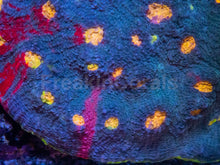 Load image into Gallery viewer, Bugatti Rainbow Chalice (Colony) – WYSIWYG