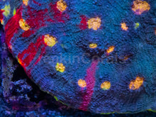 Load image into Gallery viewer, Bugatti Rainbow Chalice (Colony) – Cut-to-Order