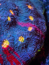 Load image into Gallery viewer, Bugatti Rainbow Chalice (Colony) – Cut-to-Order