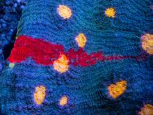 Load image into Gallery viewer, Bugatti Rainbow Chalice (Colony) – Cut-to-Order