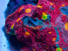 Carregar imagem no visualizador da galeria, SC Rainbow Dynamite Chalice (Cut-to-Order)