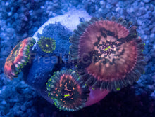 Carregar imagem no visualizador da galeria, Galaxea Green Speckled Zoanthid
