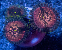 Carregar imagem no visualizador da galeria, Galaxea Green Speckled Zoanthid