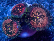 Carregar imagem no visualizador da galeria, Galaxea Green Speckled Zoanthid
