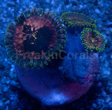 Carregar imagem no visualizador da galeria, Galaxea Green Speckled Zoanthid