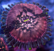 Carregar imagem no visualizador da galeria, Galaxea Green Speckled Zoanthid