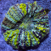 Load image into Gallery viewer, πͺοΈπ Nebula Core Acan  Acanthophyllia deshayesiana