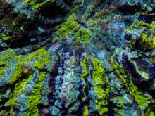 Load image into Gallery viewer, πͺοΈπ Nebula Core Acan  Acanthophyllia deshayesiana