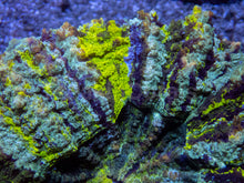 Load image into Gallery viewer, πͺοΈπ Nebula Core Acan  Acanthophyllia deshayesiana