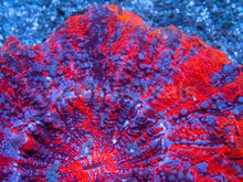 Load image into Gallery viewer, π₯π Solar Tempest Acan