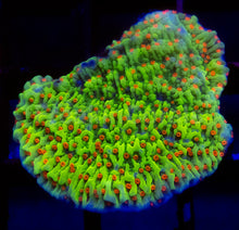 Carregar imagem no visualizador da galeria, Chilli Pepper Montipora