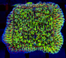 Carregar imagem no visualizador da galeria, Chilli Pepper Montipora