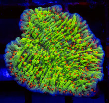 Carregar imagem no visualizador da galeria, Chilli Pepper Montipora