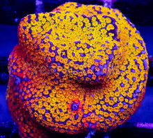 Carregar imagem no visualizador da galeria, Prism Veil Montipora