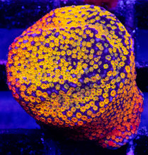Carregar imagem no visualizador da galeria, Prism Veil Montipora