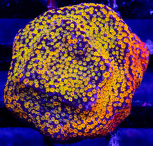 Carregar imagem no visualizador da galeria, Prism Veil Montipora